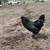 Roosters 2 thumbnail