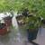 Elephant ears and various plants 6 thumbnail