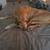 Two yellow labs 1 thumbnail