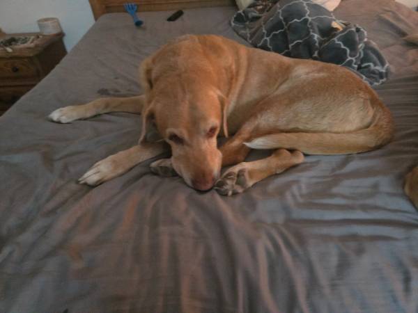 Dos labradores amarillos (Orchard farm saint charles)