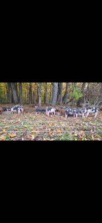 Piglets 1