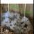 Paint Silkie Chicks & Hatching Eggs 1 thumbnail