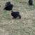 Bantam cochins & silkies 1 thumbnail