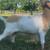 MDGA Mini Lamancha and ADGA Nigerian Herd for sale! 2 thumbnail
