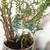 Spider Plant and More 9 thumbnail