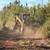 Land clearing  underbrushing 10 thumbnail