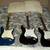 Three different Fender Squire Custom Stratocaster guitars- 2 are new 2 thumbnail
