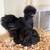Silkie Hens 2 thumbnail