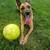 Rehoming German Shepherd Mix 1 thumbnail
