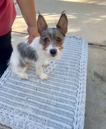 Yorkie's (Riverside)63894603251075120