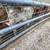 Feeder pigs 5 thumbnail
