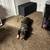 1 year old grey female pitbull 2 thumbnail