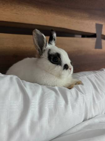 Netherland dwarf Bunny 80$ (Bothell)63945412001154120