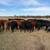 Cattle for Sale 1 thumbnail