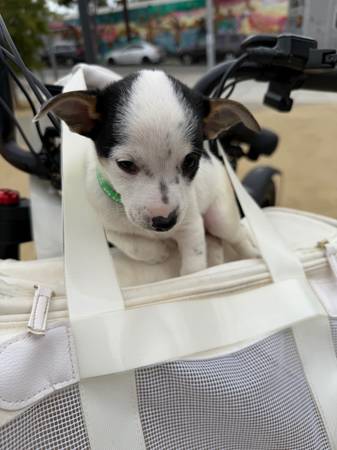 Terrier (Castro / Upper Market)570942743579863041