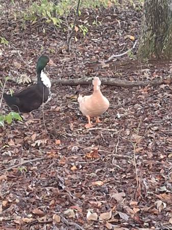 Need 3 female ducks 1