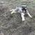 Giant Schnauzer 3 thumbnail