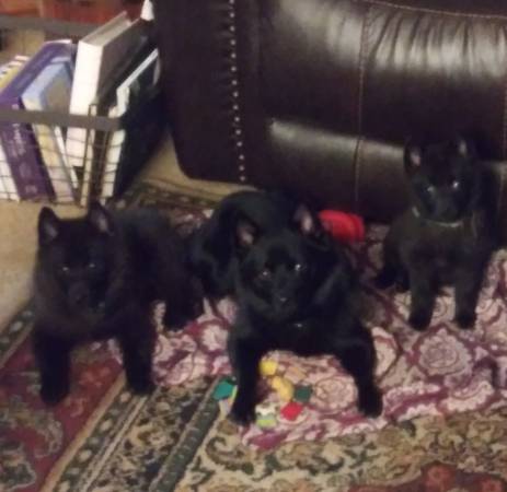 Schipperke Pups looking for a forever home! (Abbeville)63483818272257122