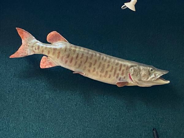 52 PULGADAS DEL RÍO SAN LUCAS MUSKIE - $550 (Alexandria Bay)63439307142659121