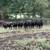 COWS 4 thumbnail