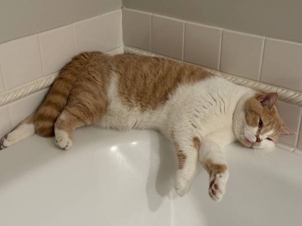 ¡¡¡Gato desaparecido!!! (Nonesuch Pond, Natick)63892692259587124