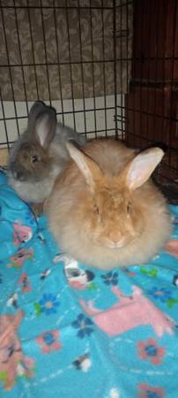 Bun Buns63620467001091121