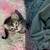 Kitty for sale -$75 3 thumbnail