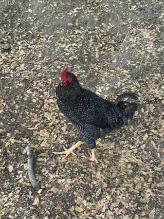 3 roosters - $60 (Temecula)63471080403587120