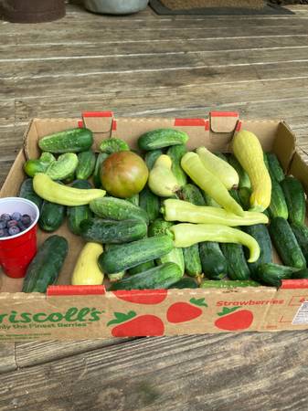 Vegetables - $2 (Seminary)62926966716289121
