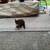 Kitten needs a home (small fee) 3 thumbnail