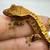 Crested Gecko babies 2 thumbnail