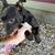 Found Young black dog - white chest, not fixed, around 1 year old 3 thumbnail