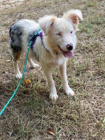 Mini Aussie (Seneca)63661373187713122