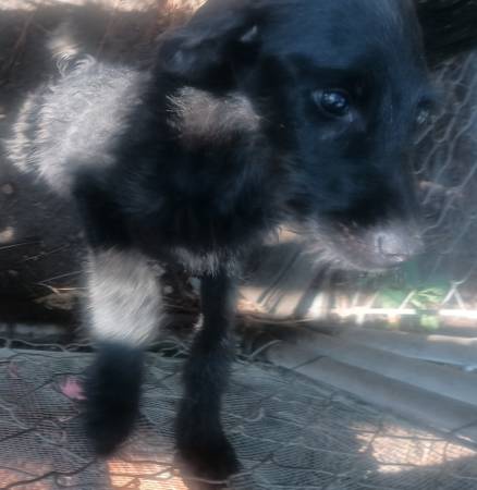 Mastiff/ poodle pup female 1