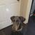 Doberman 2 thumbnail