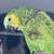 Gorgeous Blue Fronted Amazon 21 thumbnail