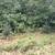 23 acre paradise for sale 17 thumbnail