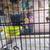 Canaries 7 thumbnail