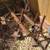 Food plot tools or garden tools 1 thumbnail