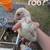 Strait run chicks 12 thumbnail