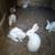 Rabbit Meat 2 thumbnail