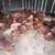 Hens 11 thumbnail