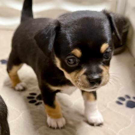 Cachorro de Chihuahua (Shepherd, TX)63859314508419121