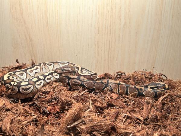 Two male ball pythons in need of a home!!! (Headland)63909265135362121