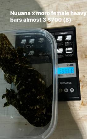 Leachianus giant gecko (Chicago)63961118222210121