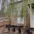 Bamboo For Sale Good For Screening 1 thumbnail