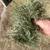 Steamboat Springs Grass Hay 4 thumbnail