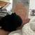 Netherland Dwarf Bunny Bunnies Rabbit 12 thumbnail
