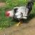 Free rooster 3 thumbnail