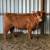 AHCA Highland Heifer 1 thumbnail